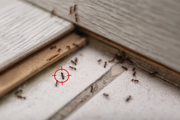 Trusted New Hempstead, NY Pest Control Experts