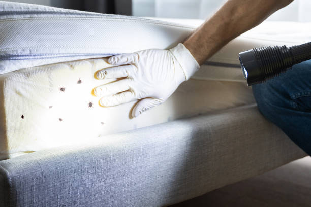 Best Ant Control Services  in New Hempstead, NY