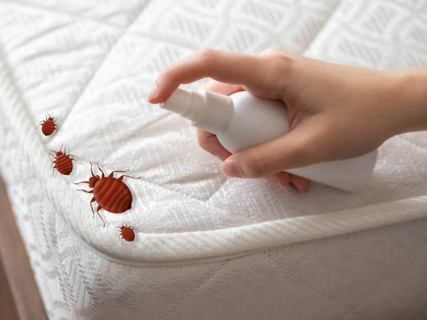 Best Bed Bug Extermination  in New Hempstead, NY