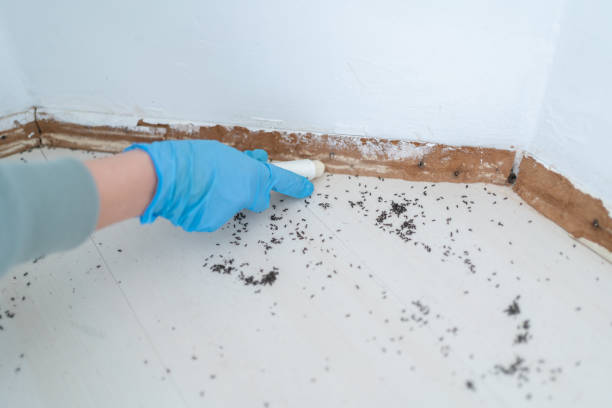 Wasp Removal Services in New Hempstead, NY